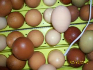 43136_second_batch_of_eggs_3-2010_005.jpg