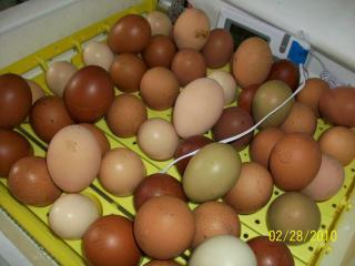 43136_second_batch_of_eggs_3-2010_006.jpg