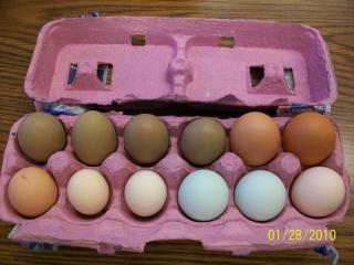 43136_sonew_eggs_1-29-10_1.jpg