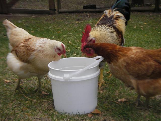 43141_2009_bannf_calgary_and_chickens_045.jpg