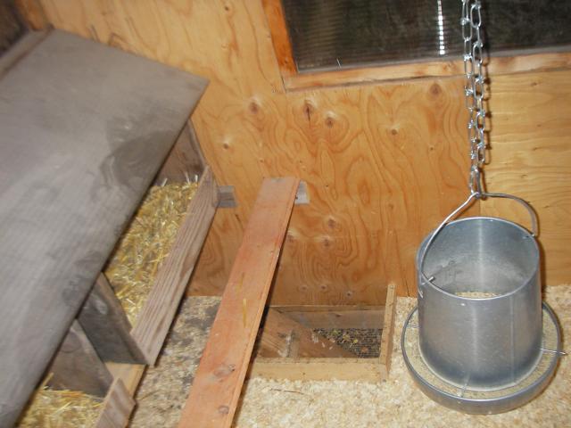 43141_2009_bannf_calgary_and_chickens_055.jpg