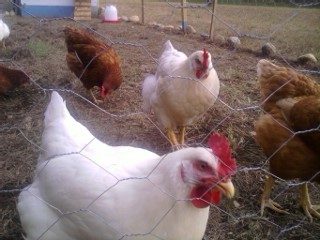 43155_camera_oct_003.jpg