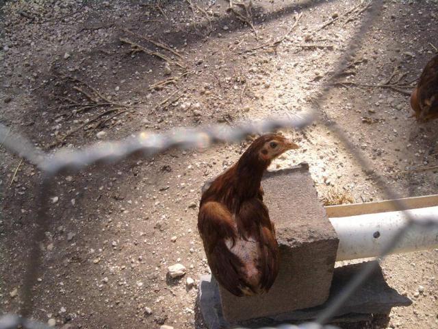43167_chicken.jpg