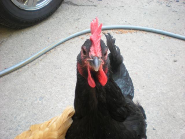 43180_chickens_028.jpg