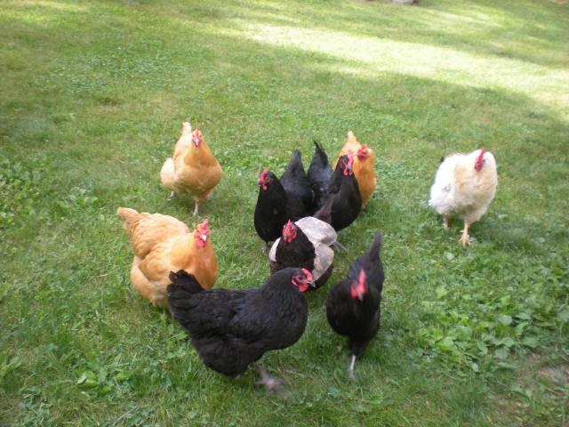 43180_chickens_031.jpg