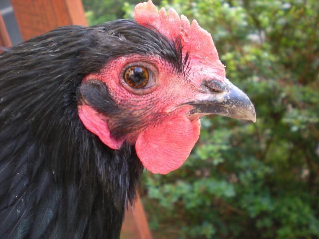 43180_chickens_034.jpg