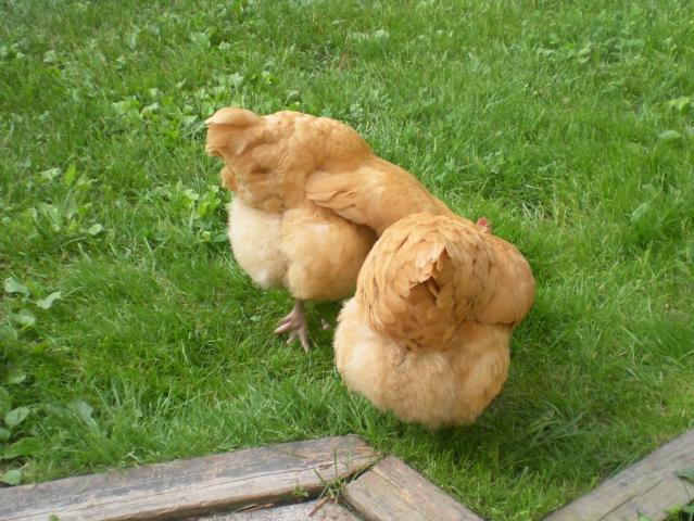 43180_chickens_035.jpg