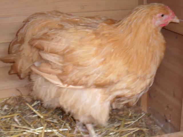 43181_buff_orp_13_weeks_002.jpg
