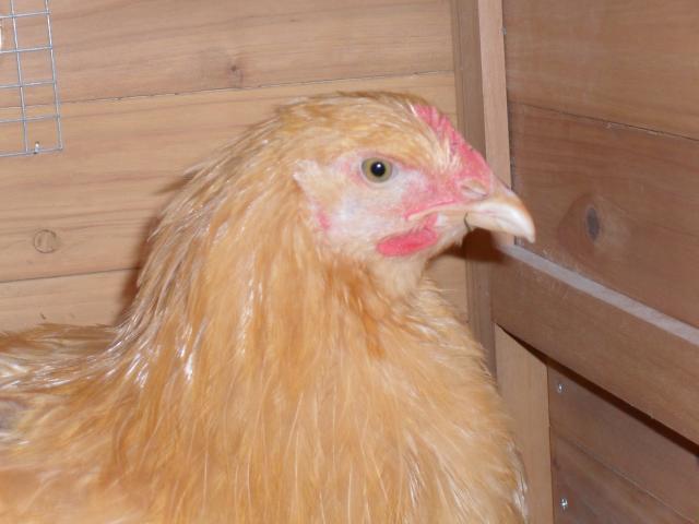 43181_buff_orp_13_weeks_003.jpg