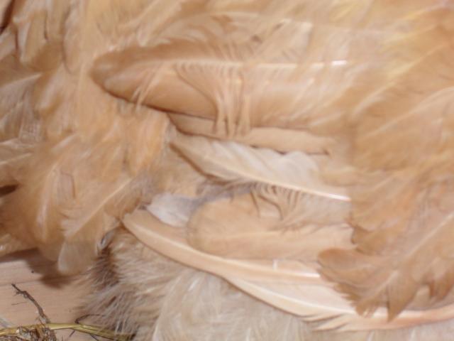 43181_buff_orp_13_weeks_004.jpg