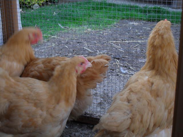 Buff Orpington Chicks What Sex Are They Backyard Chickens