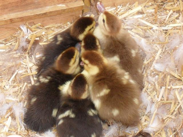 43181_ducklings_003.jpg