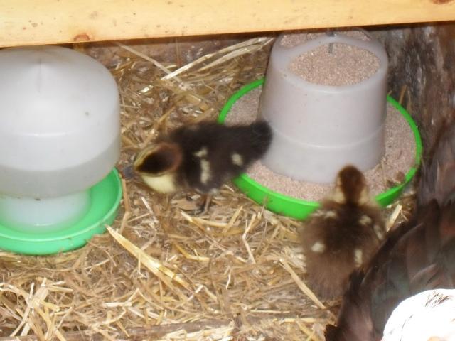 43181_ducklings_007.jpg