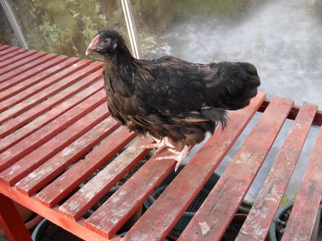 43181_ducks_062.jpg