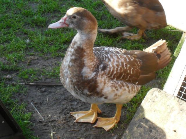 43181_ducks_muscovy_038.jpg