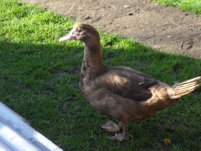 43181_ducks_muscovy_040.jpg