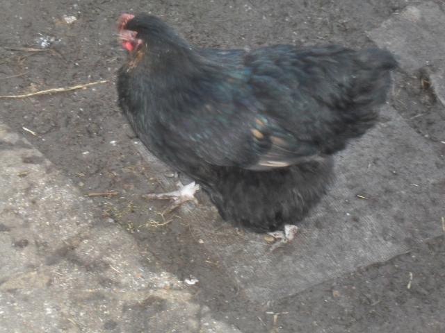 43181_gold_laced_orp_001.jpg