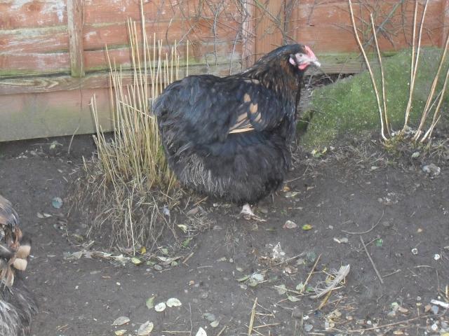 43181_gold_laced_orp_004.jpg