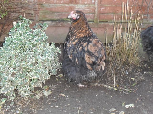 43181_gold_laced_orp_006.jpg