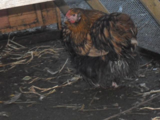 43181_gold_laced_orp_009.jpg