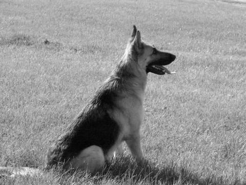 43198_g9.jpg