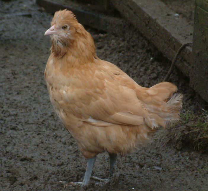 43214_buffee1.jpg