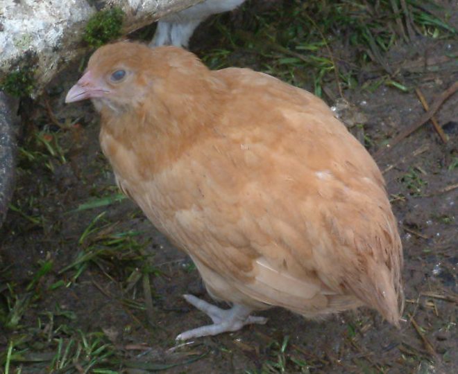 43214_buffwheat.jpg