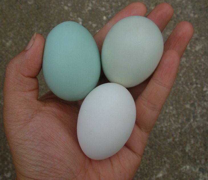 43214_eggsblue.jpg