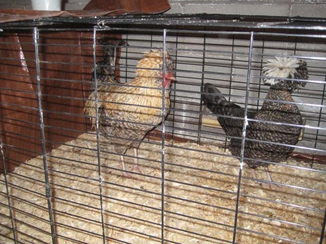 43218_img_1574crele.jpg