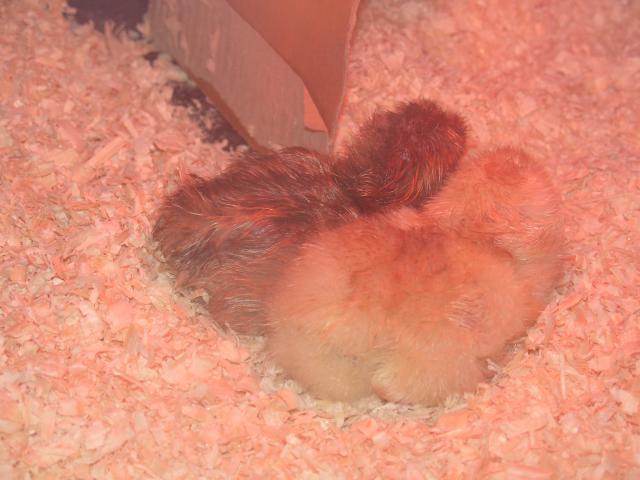43237_hatching_egg_8th_april10_174.jpg