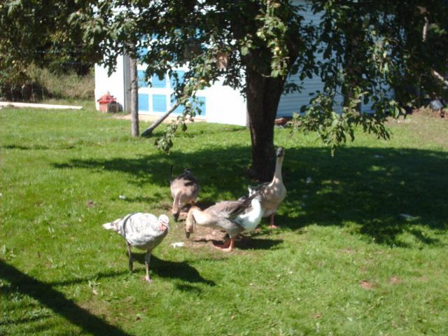 43249_big_geese_and_turkeys.jpg