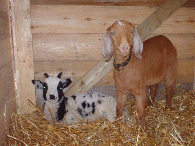 43249_goat_and_lamb_apr_25_portrait.jpg