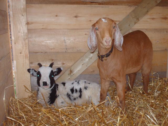 43249_goat_and_lamb_apr_25_portrait.jpg