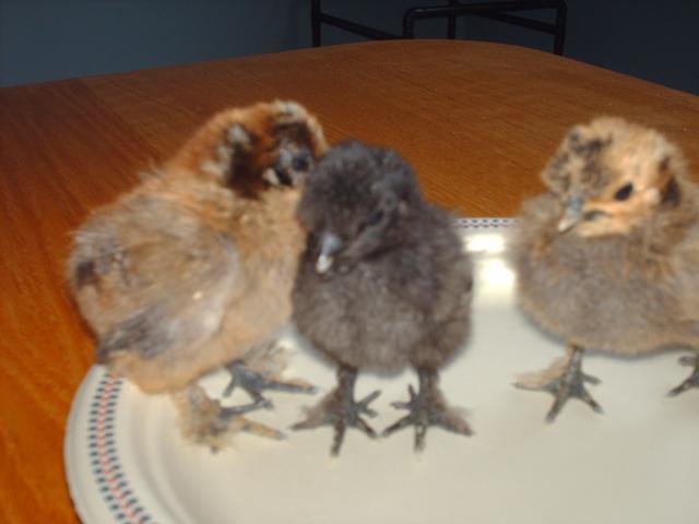 43249_silkies_born_february_19_2010_002.jpg
