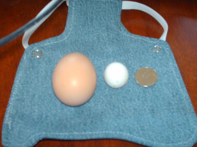 43249_smallest_egg_ever.jpg