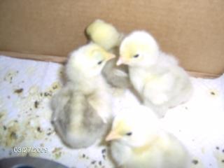 4327_baby_frizzle_chicks_002.jpg