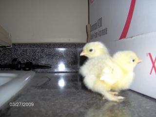 4327_baby_frizzle_chicks_004.jpg