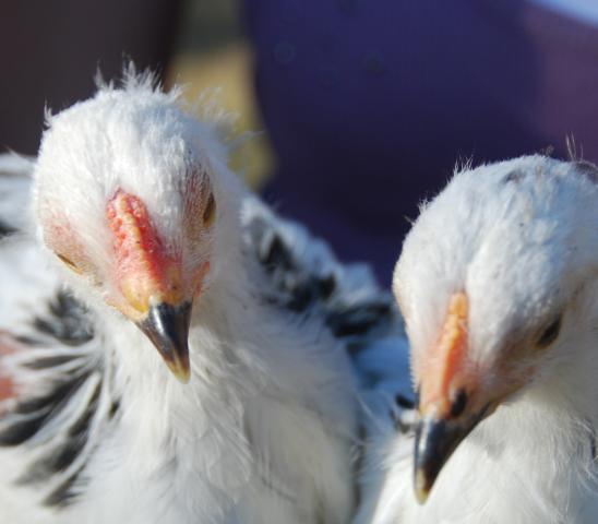 43310_2009_chicks_at_6_weeks_lb_close_up.jpg