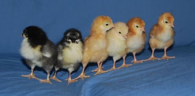 43310_chicks.jpg