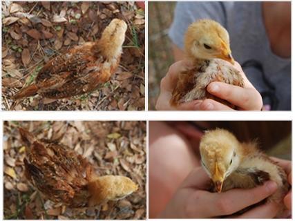 43310_chicks_for_byc.jpg