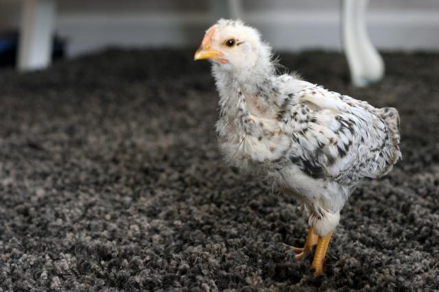 43318_chicken_a.jpg