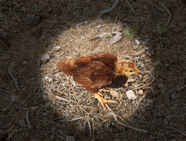 43318_chicken_c.jpg