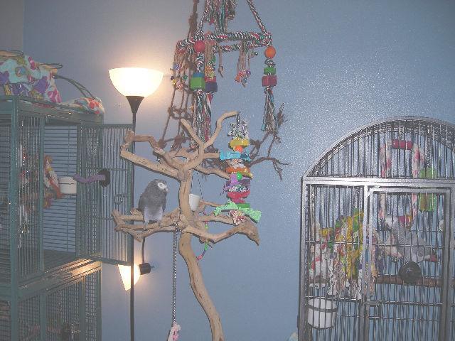 43331_cage2.jpg