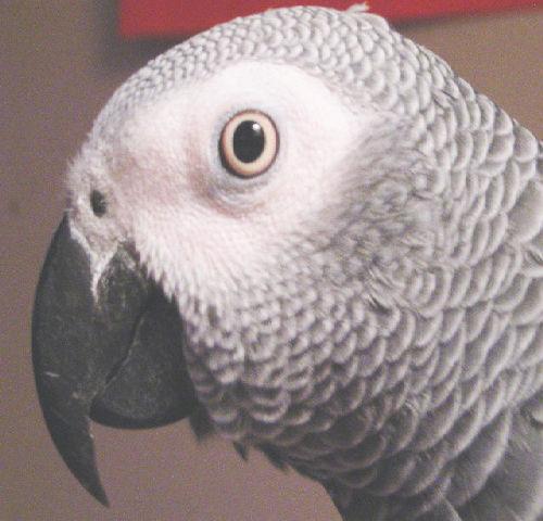 43331_ruben.jpg
