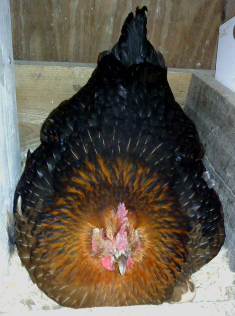 43379_bsl_broody_hen.jpg