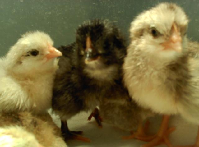 43379_chickens-2011_trouble.jpg