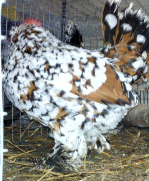 43379_chickens-mille_fleur_hen.jpg