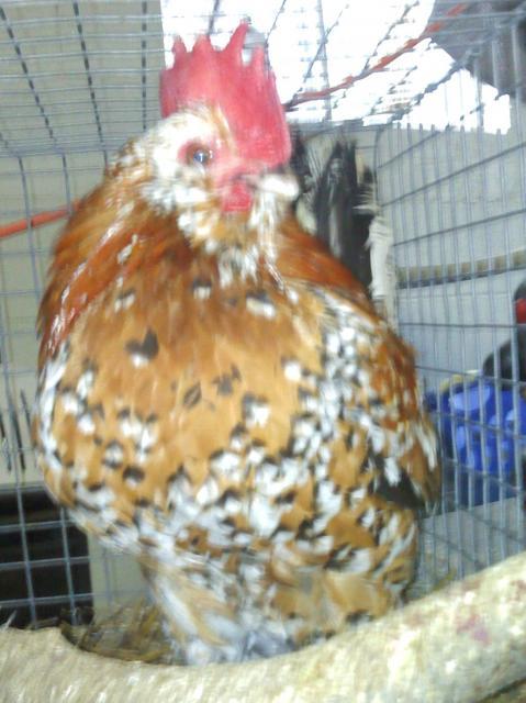 43379_chickens-mille_fleur_roo.jpg