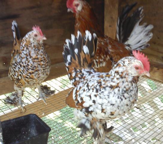 43379_chickens-mille_fleur_trio.jpg