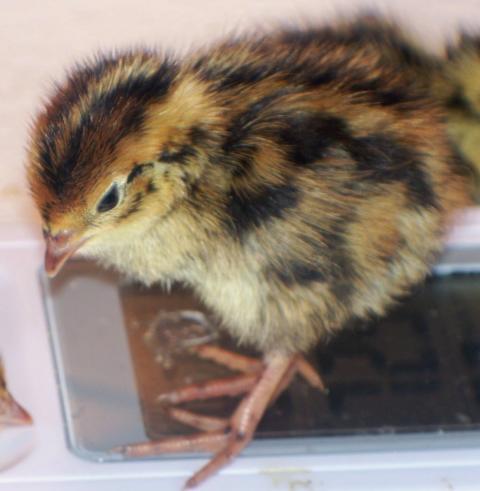 43379_coturnix_chick.jpg